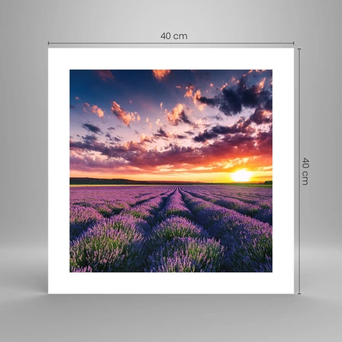 Poster - Lavender World - 40x40 cm