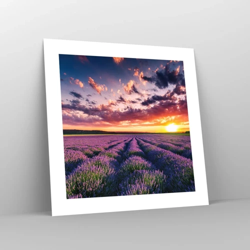 Poster - Lavender World - 40x40 cm