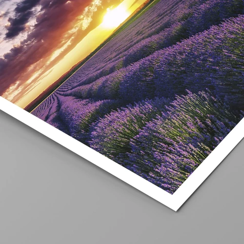 Poster - Lavender World - 40x40 cm