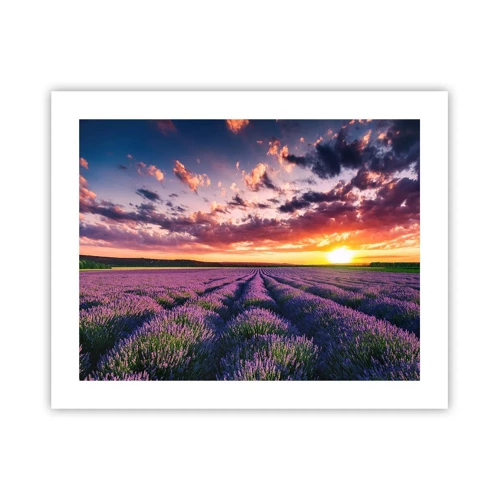 Poster - Lavender World - 50x40 cm