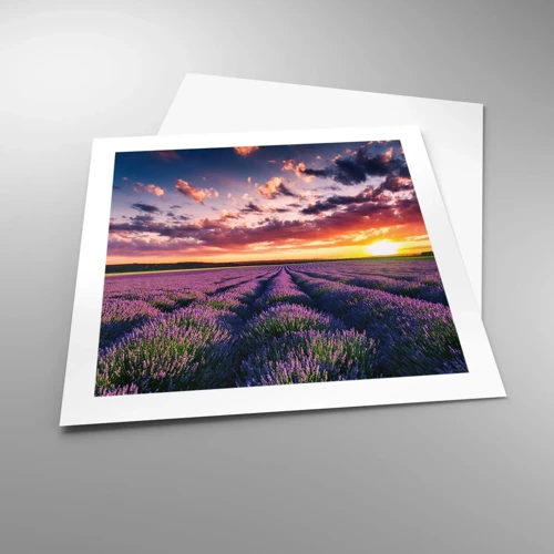 Poster - Lavender World - 50x50 cm