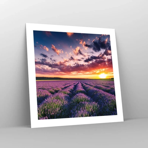 Poster - Lavender World - 50x50 cm