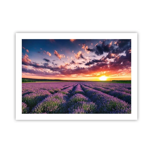 Poster - Lavender World - 70x50 cm