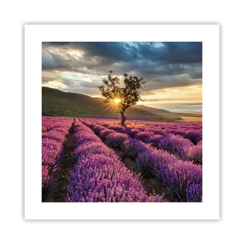 Poster - Lilac Coloured Aroma - 40x40 cm
