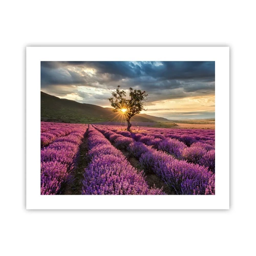 Poster - Lilac Coloured Aroma - 50x40 cm