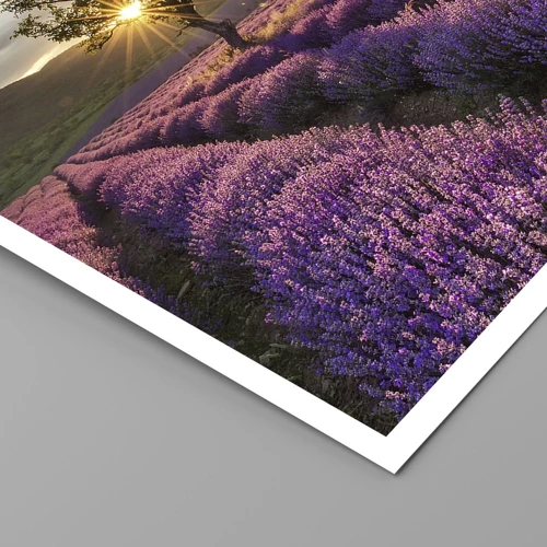 Poster - Lilac Coloured Aroma - 50x70 cm