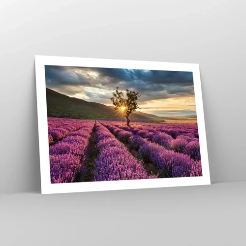 Poster - Lilac Coloured Aroma - 70x50 cm