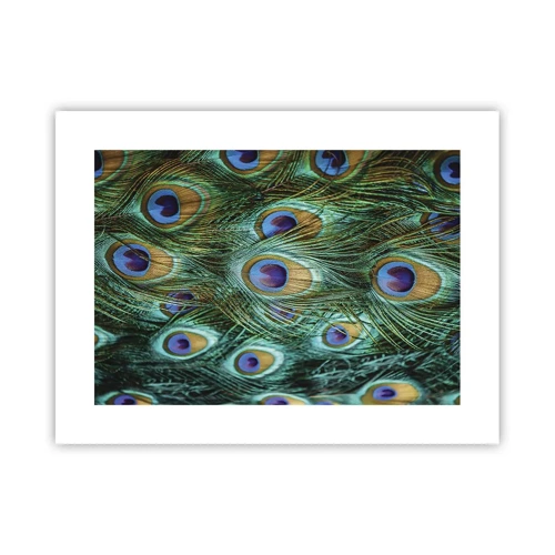 Poster - Peacock Eyes - 40x30 cm