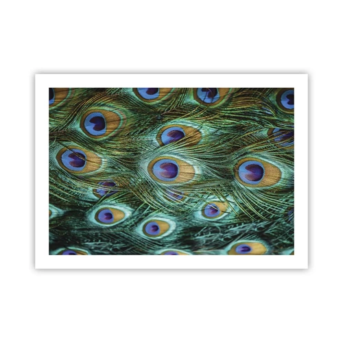 Poster - Peacock Eyes - 70x50 cm