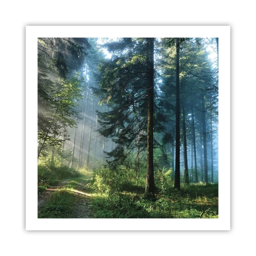 Poster - Radiant at Dawn - 60x60 cm