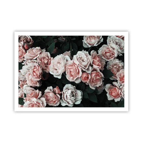 Poster - Rose Ensemble - 100x70 cm