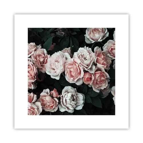 Poster - Rose Ensemble - 30x30 cm