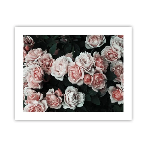 Poster - Rose Ensemble - 50x40 cm