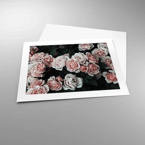 Poster - Rose Ensemble - 50x40 cm