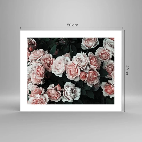 Poster - Rose Ensemble - 50x40 cm