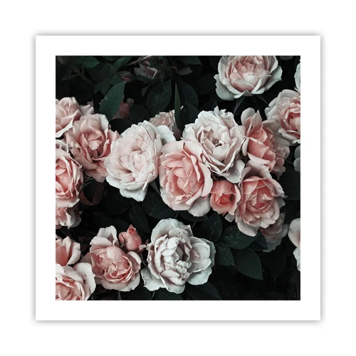 Poster - Rose Ensemble - 50x50 cm