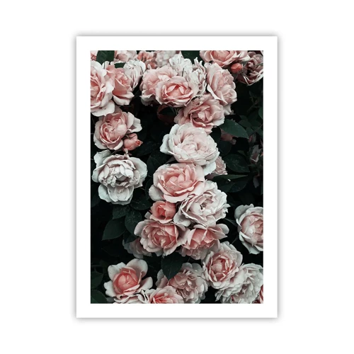 Poster - Rose Ensemble - 50x70 cm