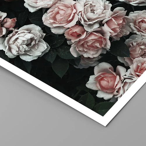 Poster - Rose Ensemble - 50x70 cm