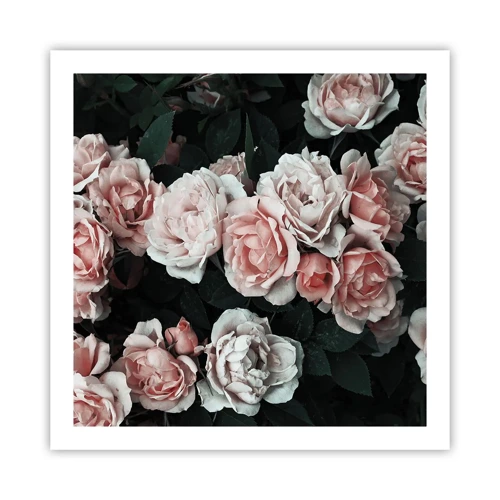 Poster - Rose Ensemble - 60x60 cm