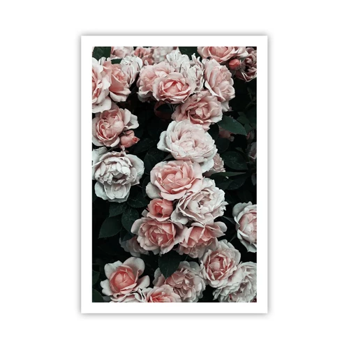 Poster - Rose Ensemble - 61x91 cm