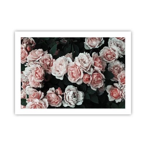 Poster - Rose Ensemble - 70x50 cm