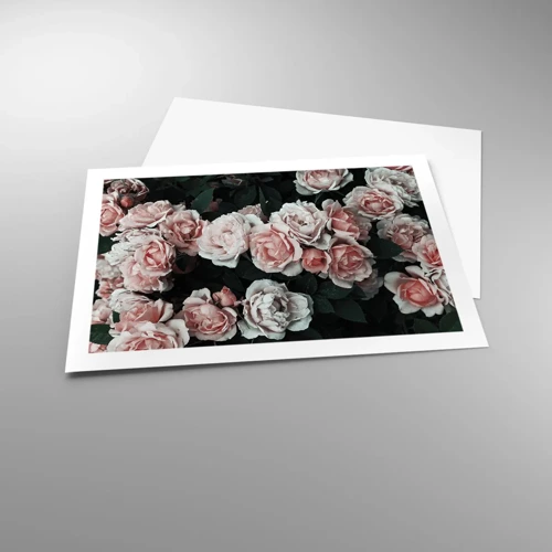 Poster - Rose Ensemble - 70x50 cm