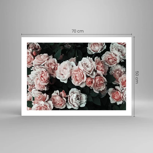 Poster - Rose Ensemble - 70x50 cm