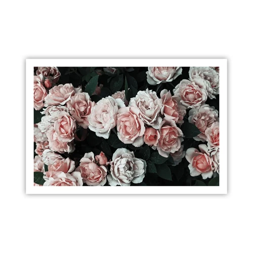 Poster - Rose Ensemble - 91x61 cm