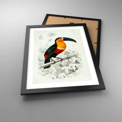 Poster in black frame - Bird Colours - 30x40 cm