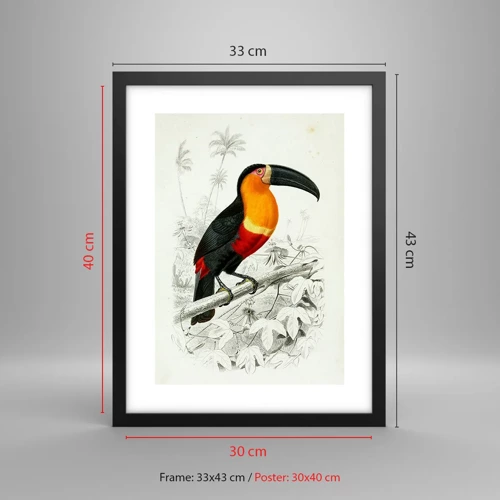 Poster in black frame - Bird Colours - 30x40 cm