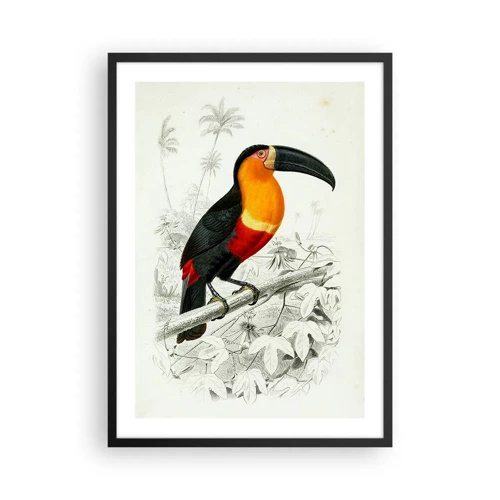 Poster in black frame - Bird Colours - 50x70 cm