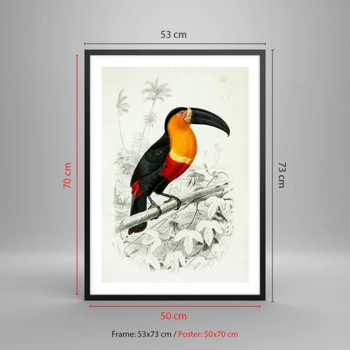 Poster in black frame - Bird Colours - 50x70 cm