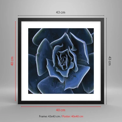 Poster in black frame - Flower of the Desert - 40x40 cm