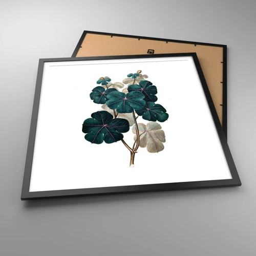 Poster in black frame - From the Old Herbarium - 60x60 cm