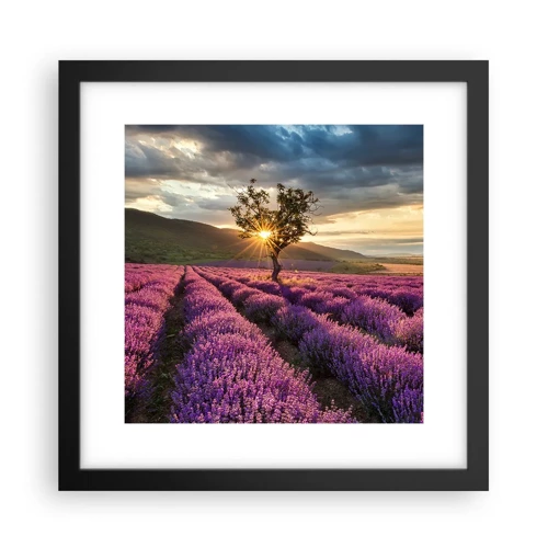 Poster in black frame - Lilac Coloured Aroma - 30x30 cm