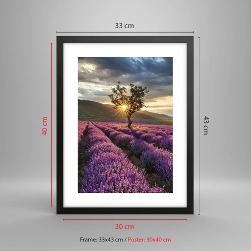 Poster in black frame - Lilac Coloured Aroma - 30x40 cm