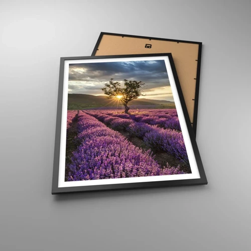 Poster in black frame - Lilac Coloured Aroma - 50x70 cm