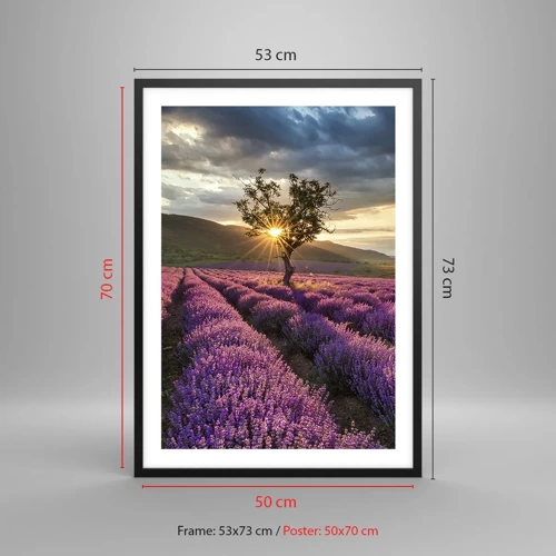 Poster in black frame - Lilac Coloured Aroma - 50x70 cm