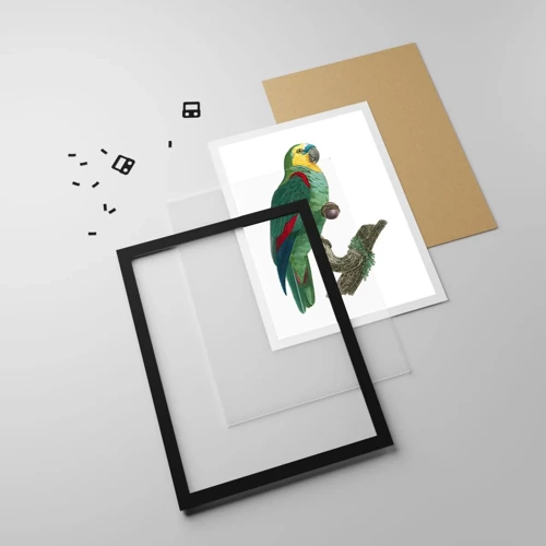 Poster in black frame - Parrot Portrait - 50x70 cm