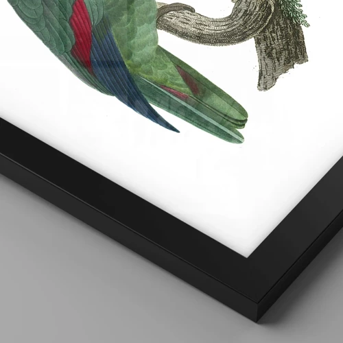 Poster in black frame - Parrot Portrait - 50x70 cm