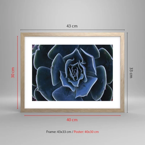 Poster in light oak frame - Flower of the Desert - 40x30 cm