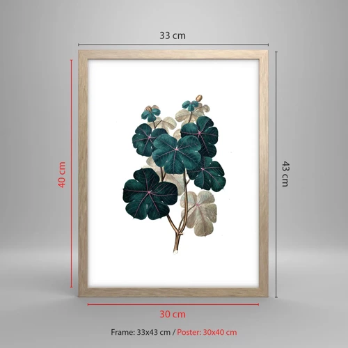 Poster in light oak frame - From the Old Herbarium - 30x40 cm