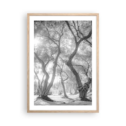 Poster in light oak frame - In an Olive Grove - 50x70 cm