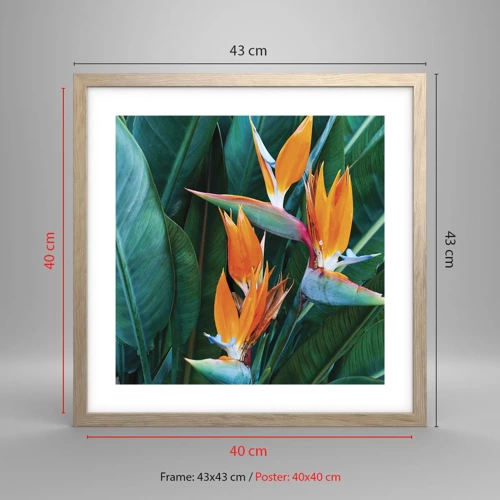 Poster in light oak frame - Is It a Flower or a Bird? - 40x40 cm