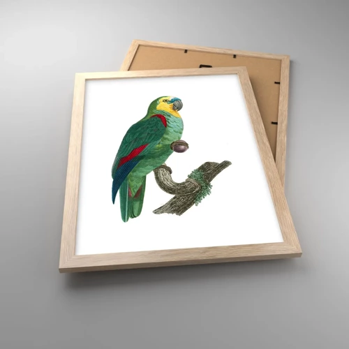 Poster in light oak frame - Parrot Portrait - 30x40 cm