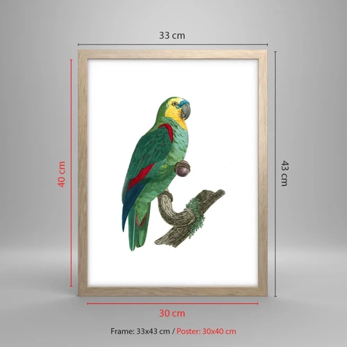 Poster in light oak frame - Parrot Portrait - 30x40 cm