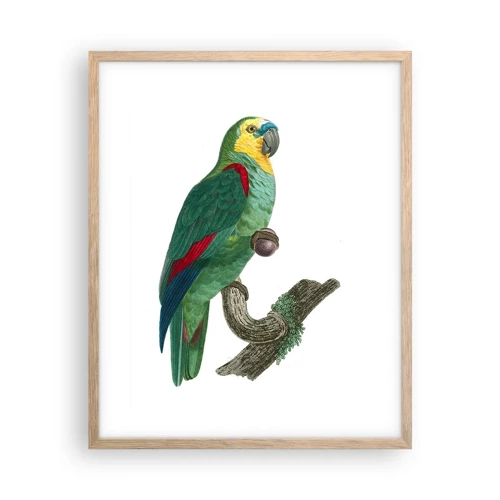 Poster in light oak frame - Parrot Portrait - 40x50 cm