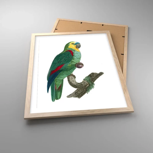 Poster in light oak frame - Parrot Portrait - 40x50 cm