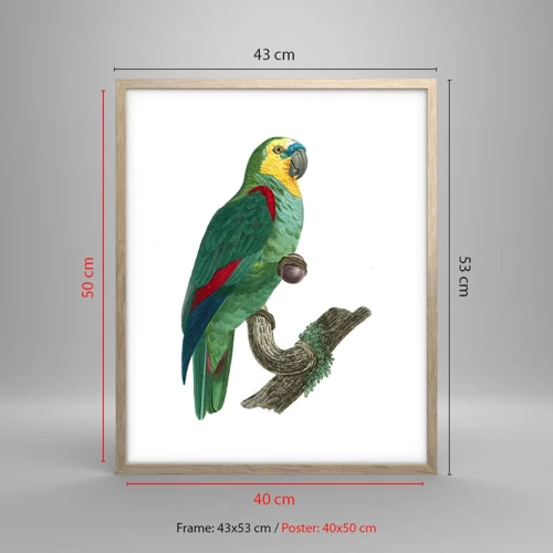 Poster in light oak frame - Parrot Portrait - 40x50 cm