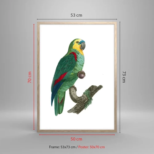 Poster in light oak frame - Parrot Portrait - 50x70 cm